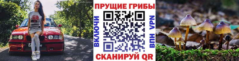 МЕГА ссылки  Чехов  Псилоцибиновые грибы Psilocybine cubensis  как найти наркотики 